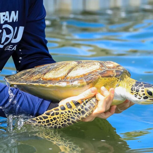 turtle being let into water